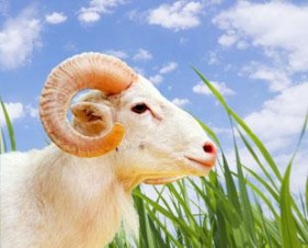 kurban